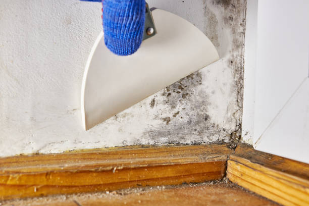 Best Industrial Mold Remediation  in Meeker, OK