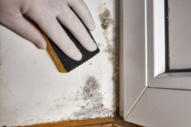 Trusted Meeker, OK Mold Removal Experts